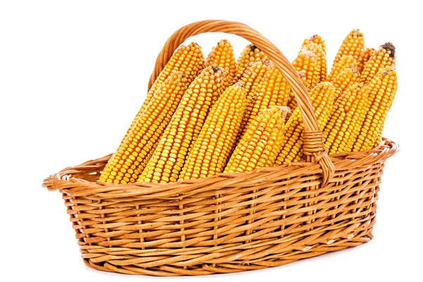 收获的玉米在白色背景上的篮子里 — 图库照片