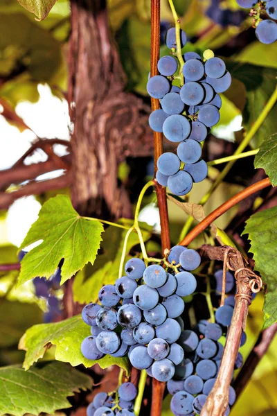 Bando de uvas prontas para a vindima — Fotografia de Stock
