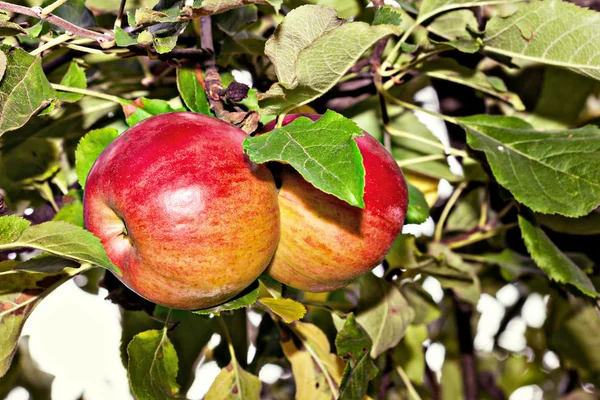 Rote Äpfel — Stockfoto