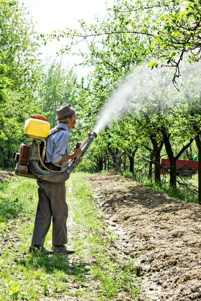 Viejo granjero rociando los árboles — Foto de Stock