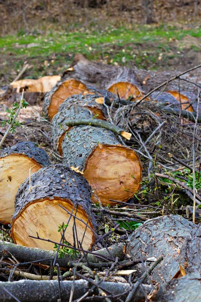 Cut tree trunks lying — Stock Photo, Image