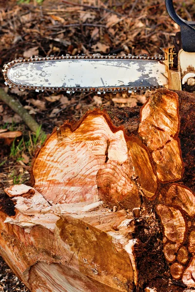 Chainsaw on wood log — Stock Photo, Image