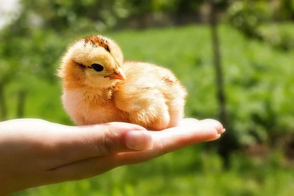 Poulet nouveau-né dans les paumes — Photo