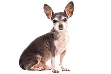 portre portre sevimli chihuahua köpek 