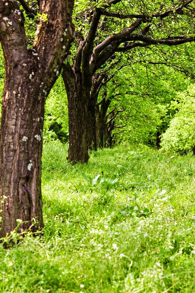 Пейзаж со сливовыми деревьями — стоковое фото