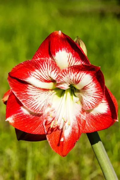 Amaryllis belladona (Hipperastrum) — Stock Photo, Image