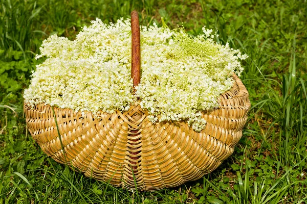 Fresh harvested elderflowers in wicker basket outside — Stock Photo, Image