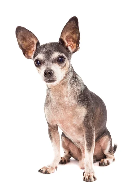 Detailní portrét roztomilý chihuahua psa — Stock fotografie