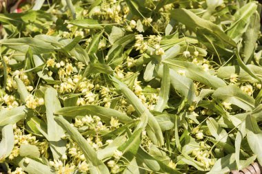 Closeup linden yaprak ve çiçek 