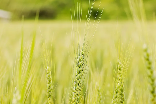 Fechar a orelha de trigo verde no campo no verão — Fotografia de Stock