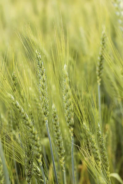 Fechar a orelha de trigo verde no campo — Fotografia de Stock