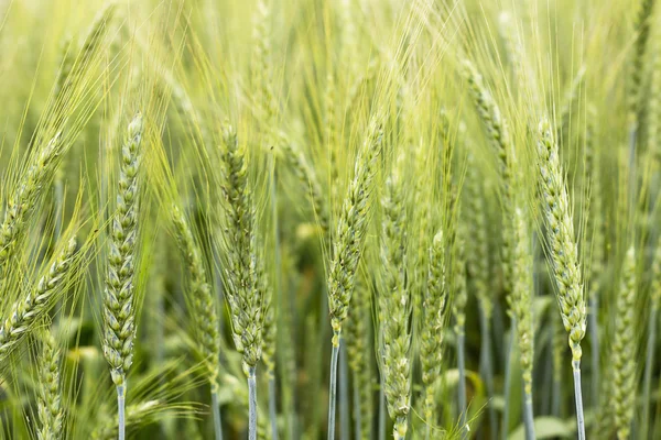 Fechar a orelha de trigo verde no campo — Fotografia de Stock