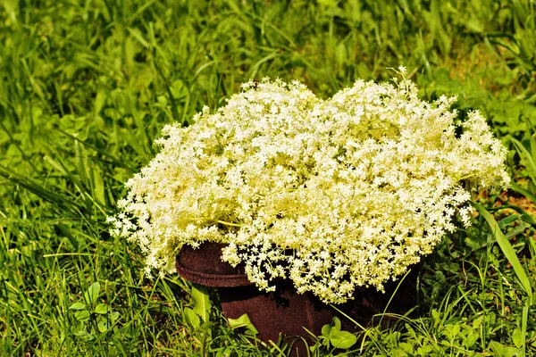 Čerstvá sklizeň elderflowers mimo — Stock fotografie