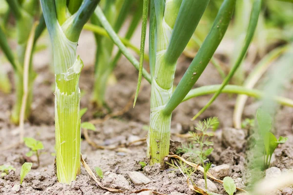 Grön lök — Stockfoto