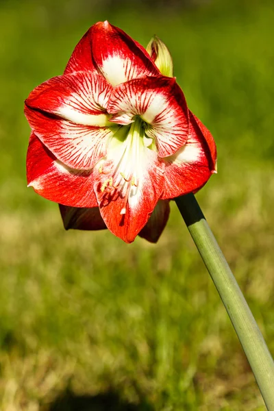 Amaryllis belladona (Hipperastrum) — Stock Photo, Image