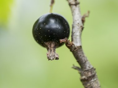 Frenk üzümü makro.