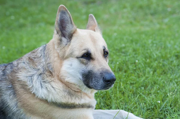 German shepherd. — Stock Photo, Image