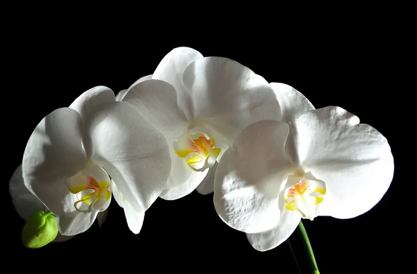 Flor branca da orquídea . — Fotografia de Stock