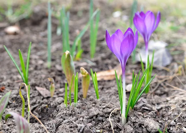 Crocus flower. — Stock Photo, Image