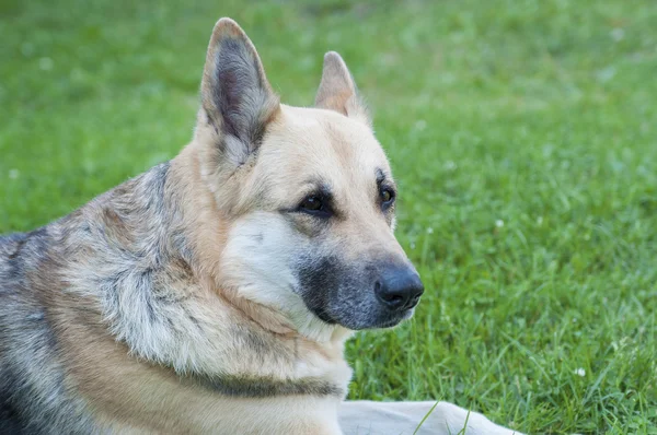 German shepherd. — Stock Photo, Image