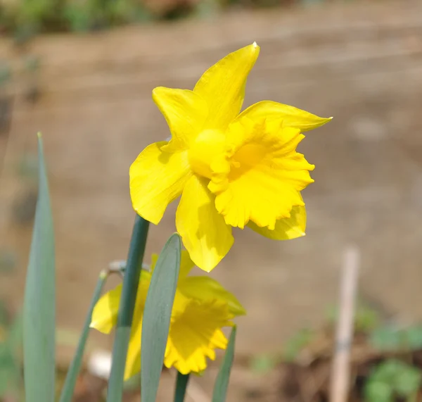 Daffodil flower — Stock Photo, Image