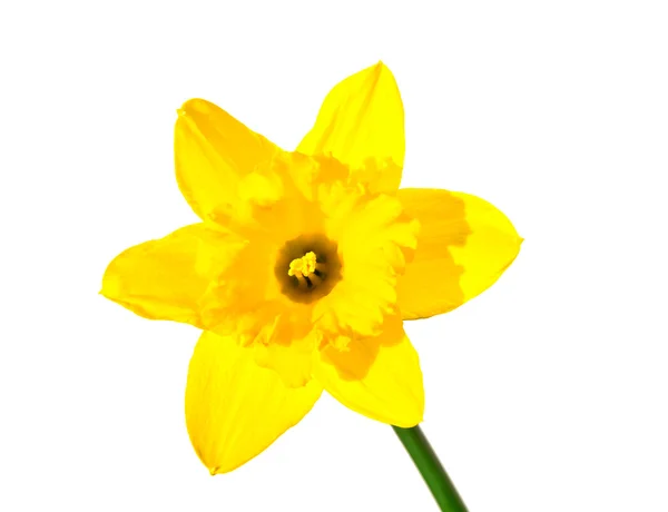 Daffofil flowers — Stock Photo, Image