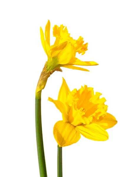 Daffofil квіти — стокове фото