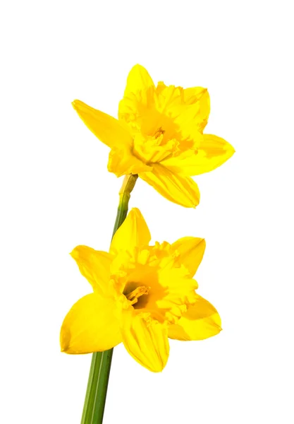 Daffofil virágok — Stock Fotó
