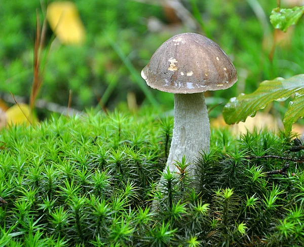 Boleta de bétula — Fotografia de Stock