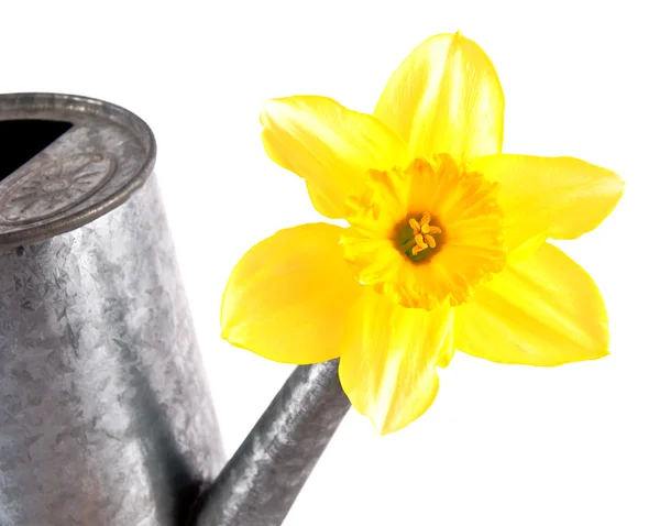 Daffodil in a watering can — Stock Photo, Image