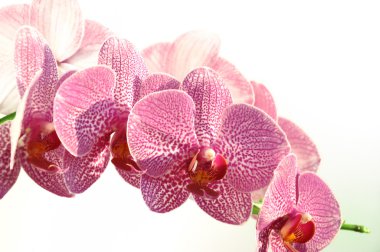 Beyaz arkaplanda orkide çiçeği