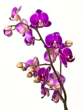 Beyaz arkaplanda orkide çiçeği