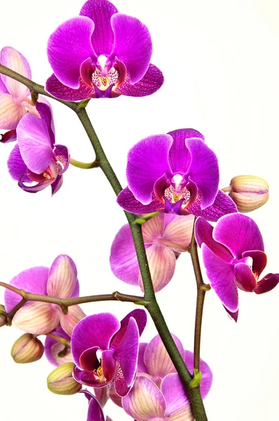 Flor de orquídea em um fundo branco — Fotografia de Stock