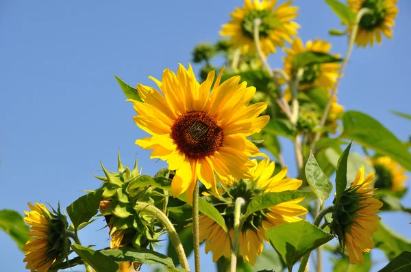 Beautiful yellow Sunflower — Stock Photo, Image