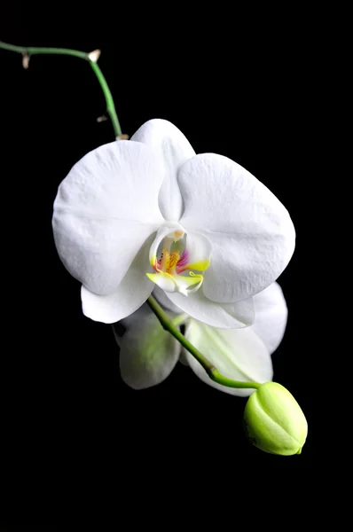 Flor branca da orquídea . — Fotografia de Stock