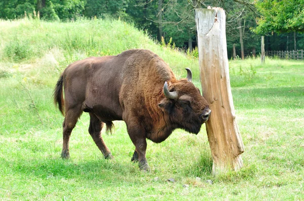 Buffalo male. — Stock Photo, Image