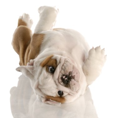 sırtında oynarken bulldog yavrusu
