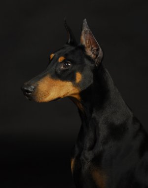 Doberman Pinscher