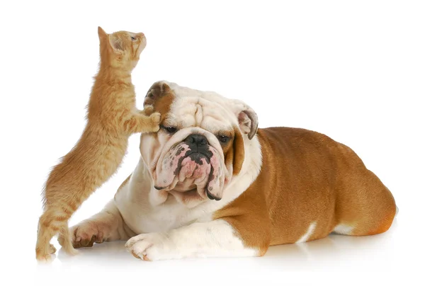 Köpek ve kedi oynuyorlar.