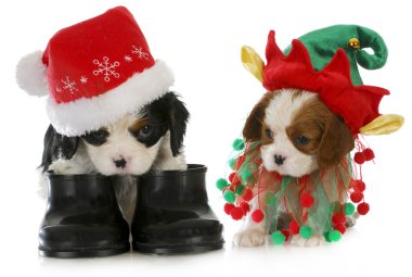 köpek Noel Baba ve elf