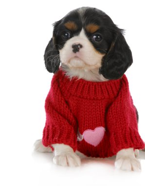 Şirin köpek.