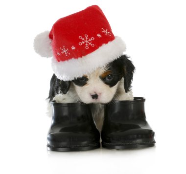köpek Noel Baba