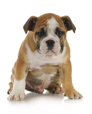 Bulldog yavrusu