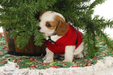 Noel köpek yavrusu
