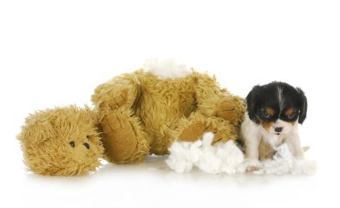 yaramaz köpek yavrusu