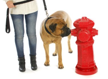 köpek housetraining