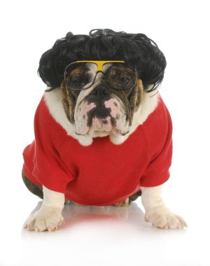 Komik köpek.