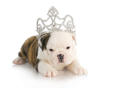 köpek yavrusu Prenses