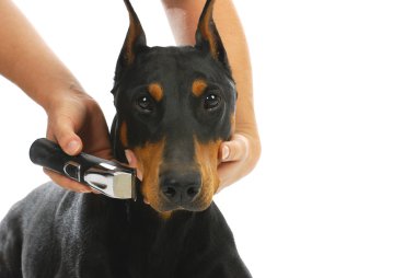 tıraş köpek yüz