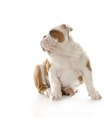 Şirin köpek.